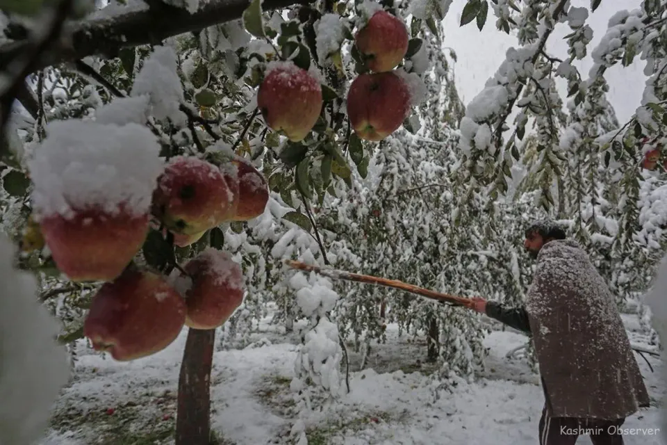 Kashmir Snowfall Apple Farmer