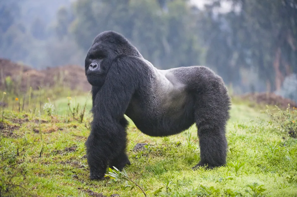 Gorilla.jpg