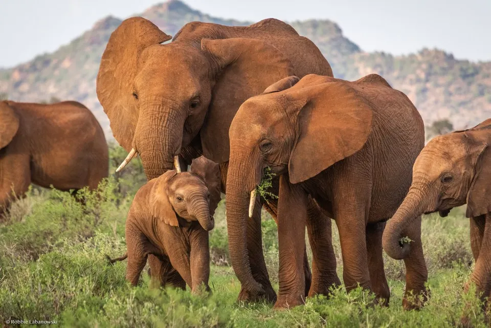 African Elephants Kenya Wildlife