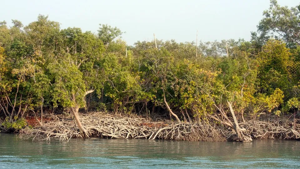 Sundarbans India