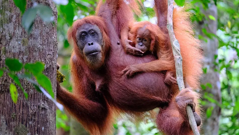 apes Orangutans trees ground