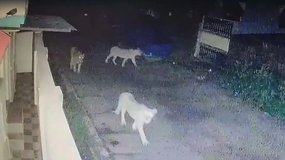 Gir Lion