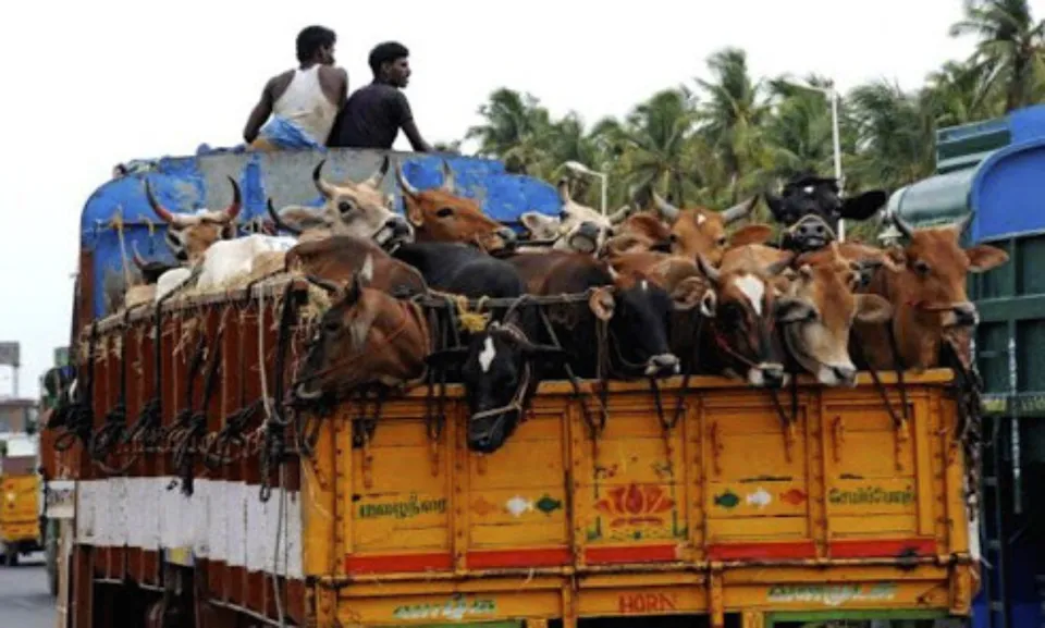 transportation of cow.jpg