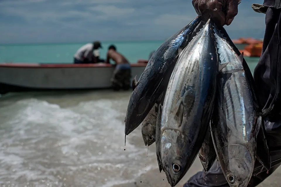 Tuna Fishing.jpg
