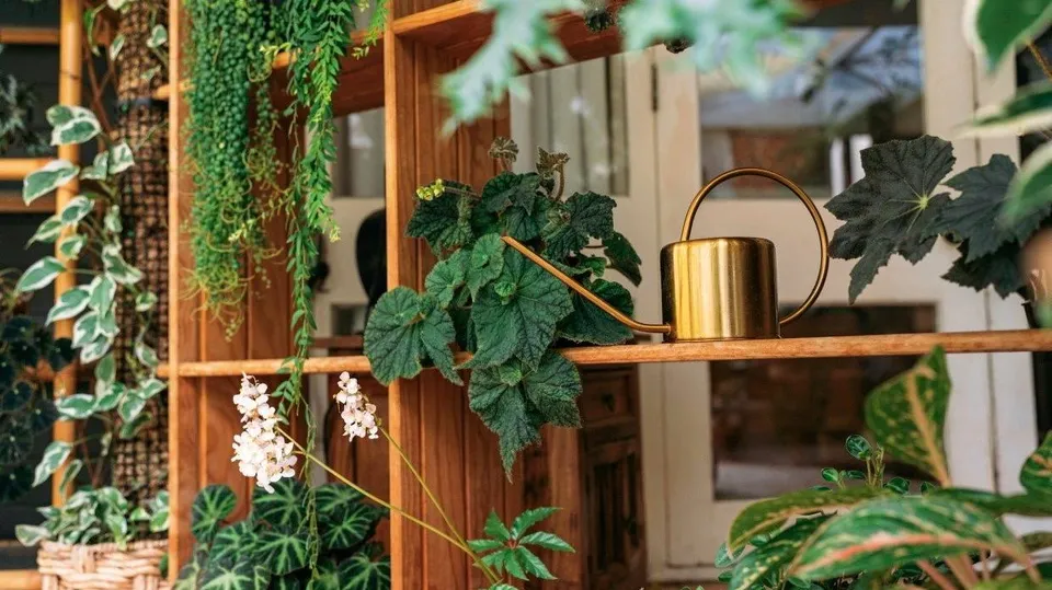 Plants Home Decor