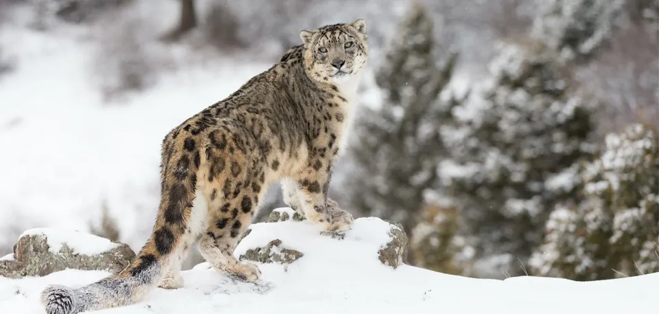 Snow_leopard_Himachal_Uttarakhand