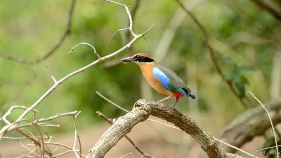 Mangrove pitta bird