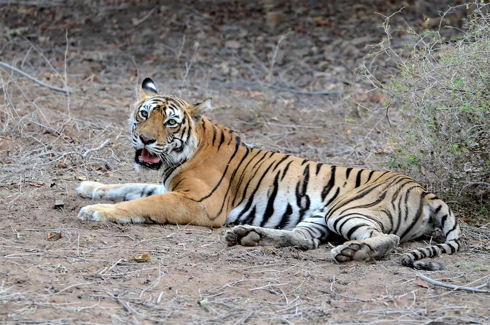 Injured Tigress.jpg