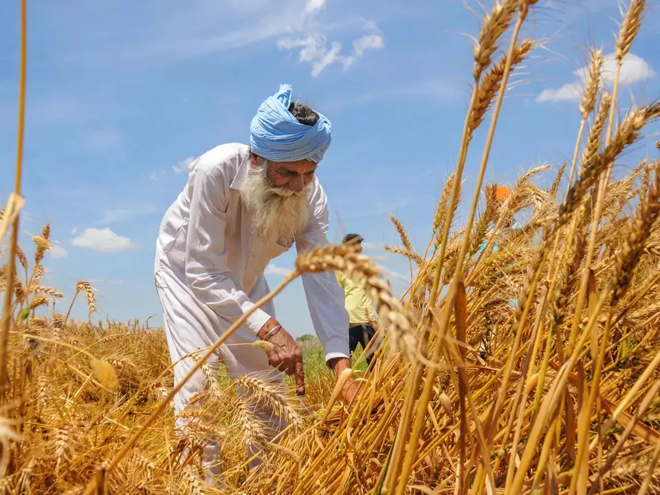 Wheat Punjab.jpg