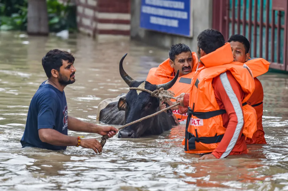 NDRF personnel resuce a livestock at flood-hit at Nigam Bodh Ghat as the swollen Yamuna river floods low-lying areas, in New Delhi