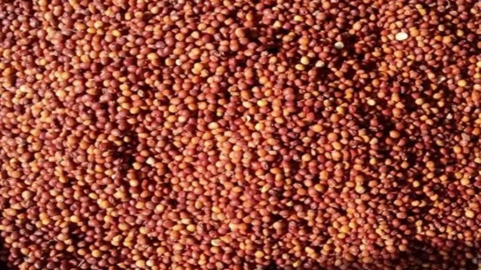 Tandur red gram.jpg