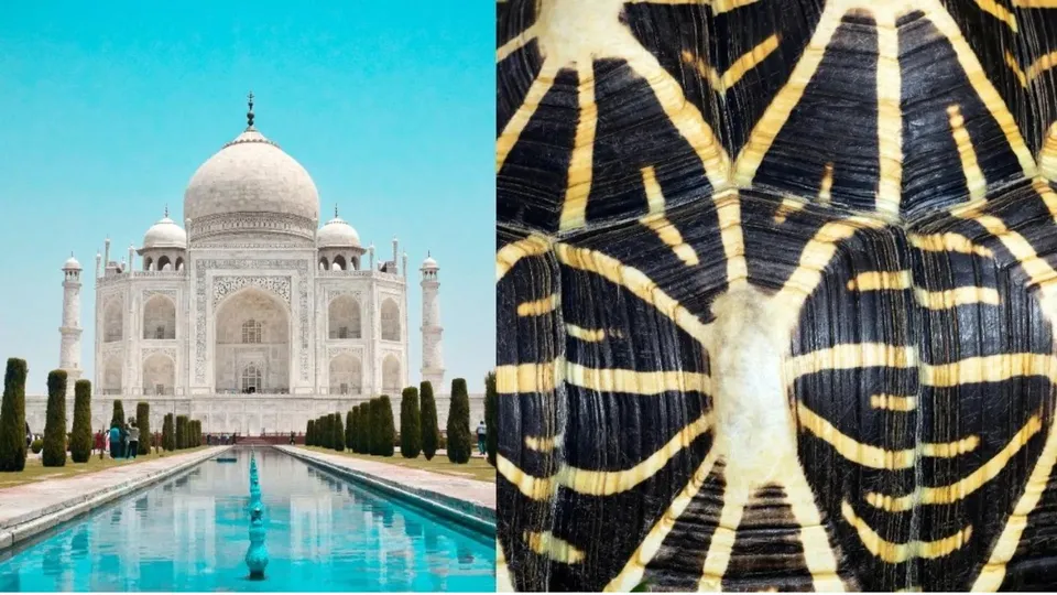 Taj Mahal eco-friendly geogrids