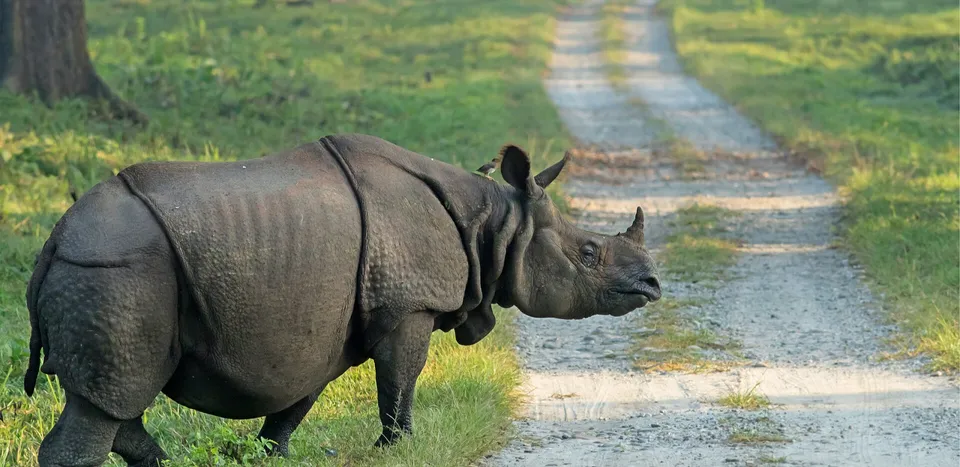 one horned rhinos.jpg