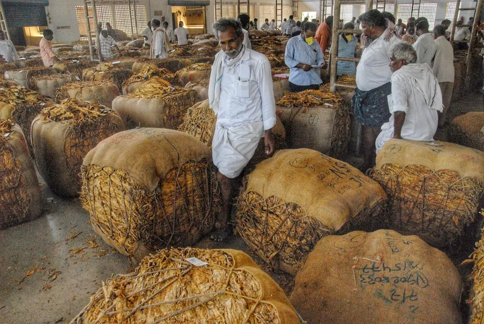 tobacco export.jpg