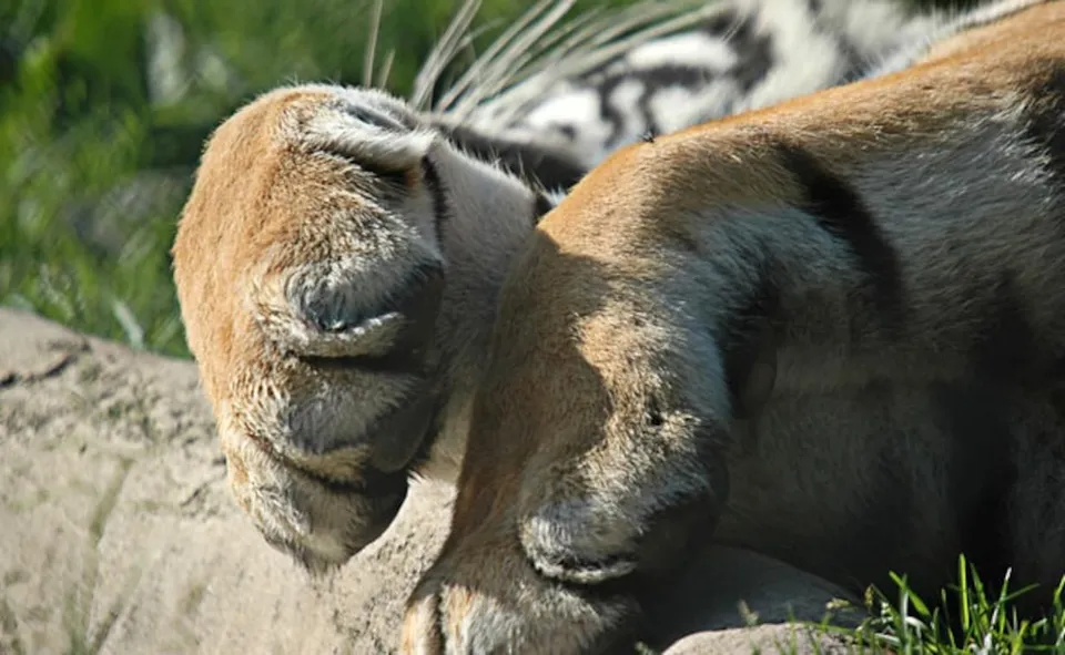 Dead tiger tigress.jpg