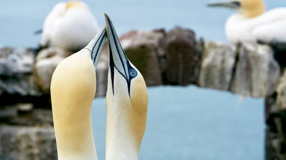 migratory birds.jpg