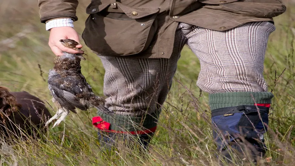 Grouse shooting scotland
