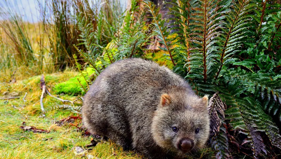 wombat.jpg