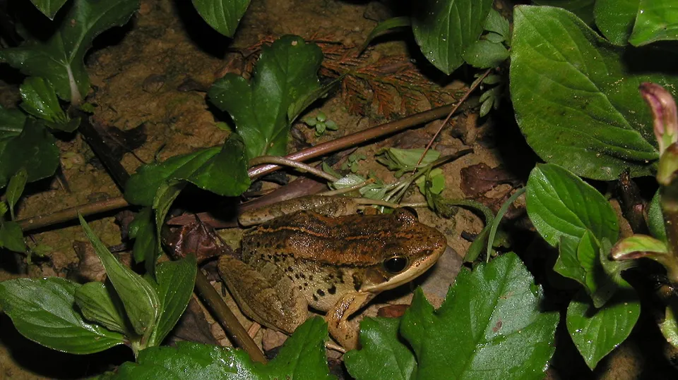 Nidirana Frog.jpg