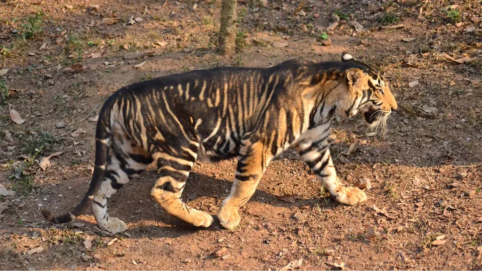 black tiger