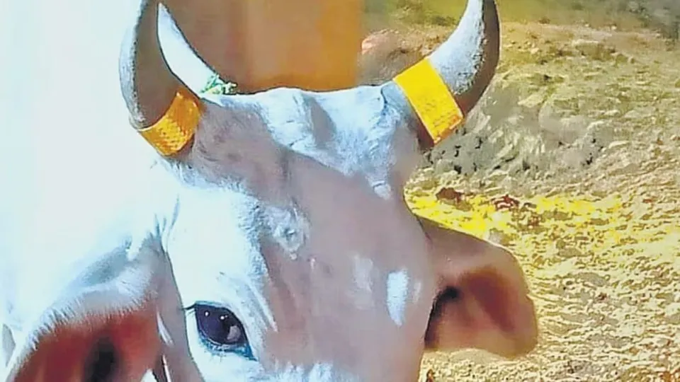 fluorescent strips on stray cattle