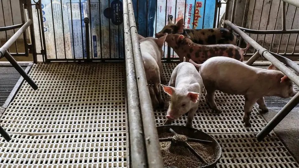 African Swine Fever