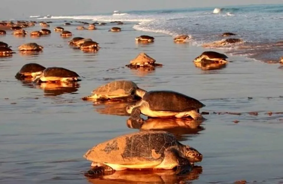 Olive Ridley turtles (Representative image)