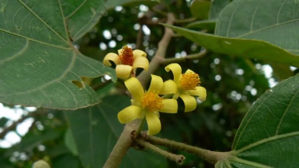 Two trees on verge of extinction in Bihar