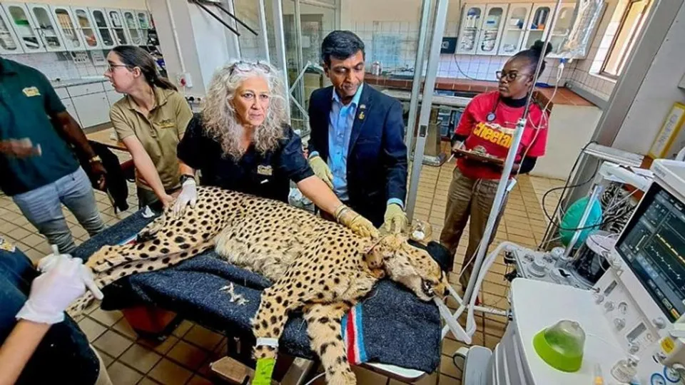 One of the Cheetah to be brought to India from Namibia