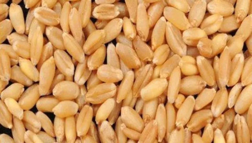 India calls out the West, says food grains shouldn't go the way of COVID vaccines