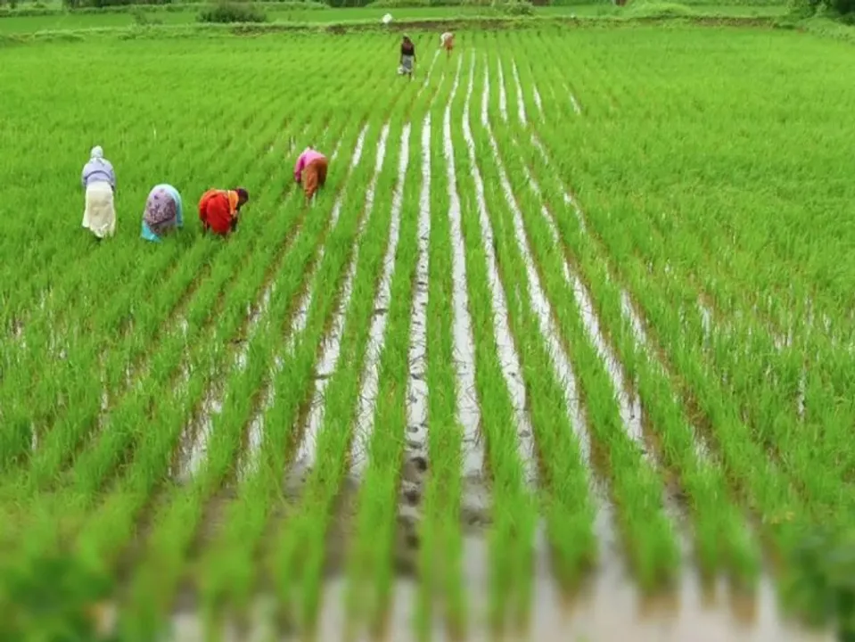 Paddy cultivation