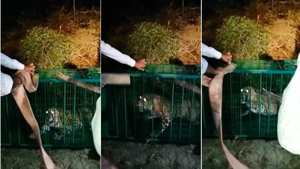 Leopard spotted in DLF 5 rescued from Hodal village in Gurugram