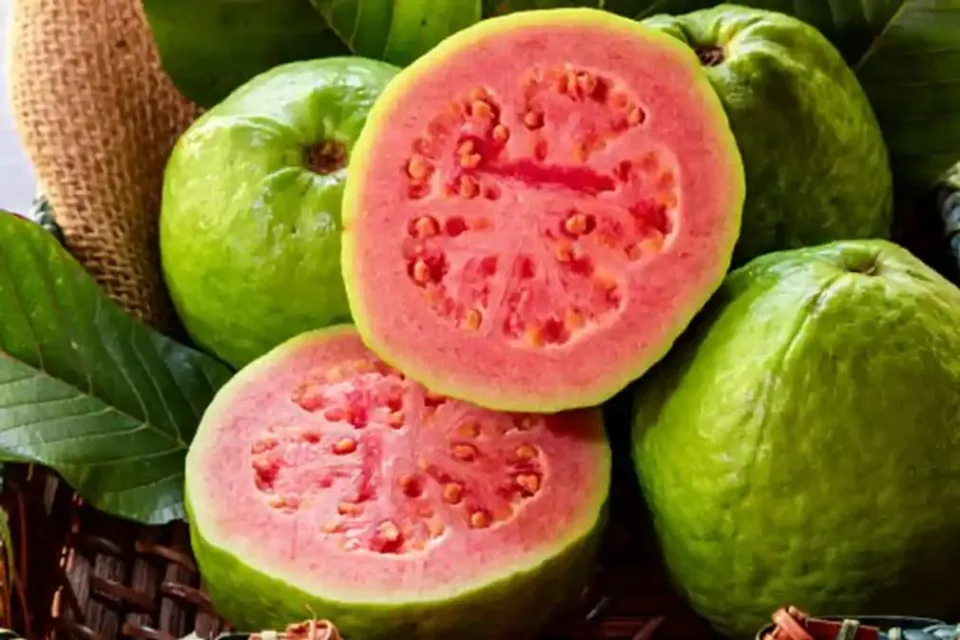 Famous Guava of Allahabad