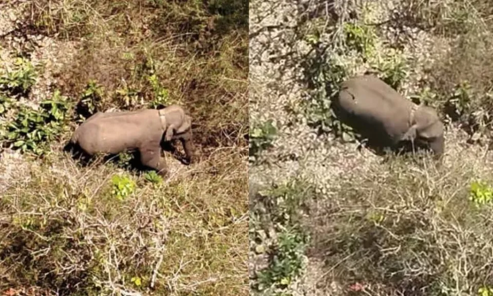 belur makhnaUntitled.jpg