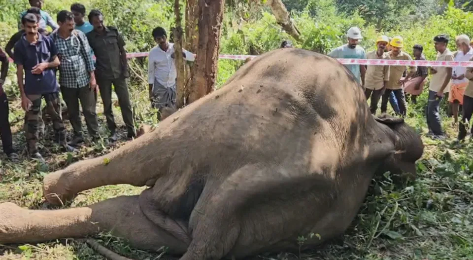 wild-elephant-death