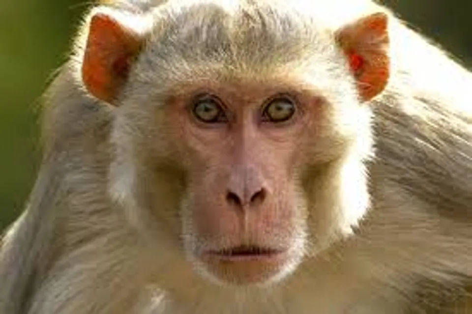 monkey 2