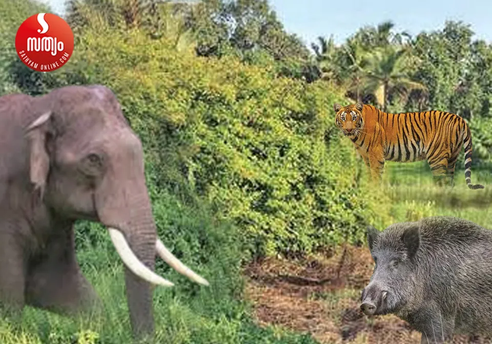 wild annimal attack-3