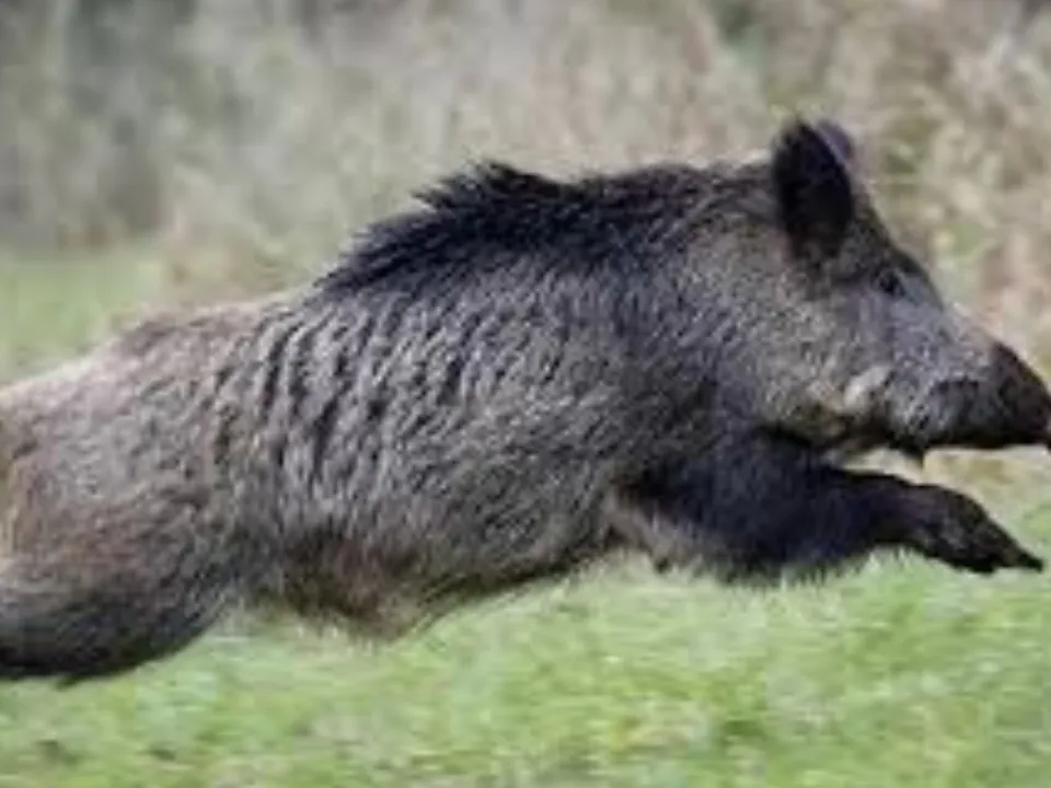 wild boar