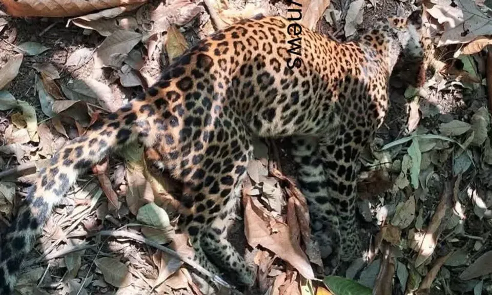 2506571-leopard-body-14022025