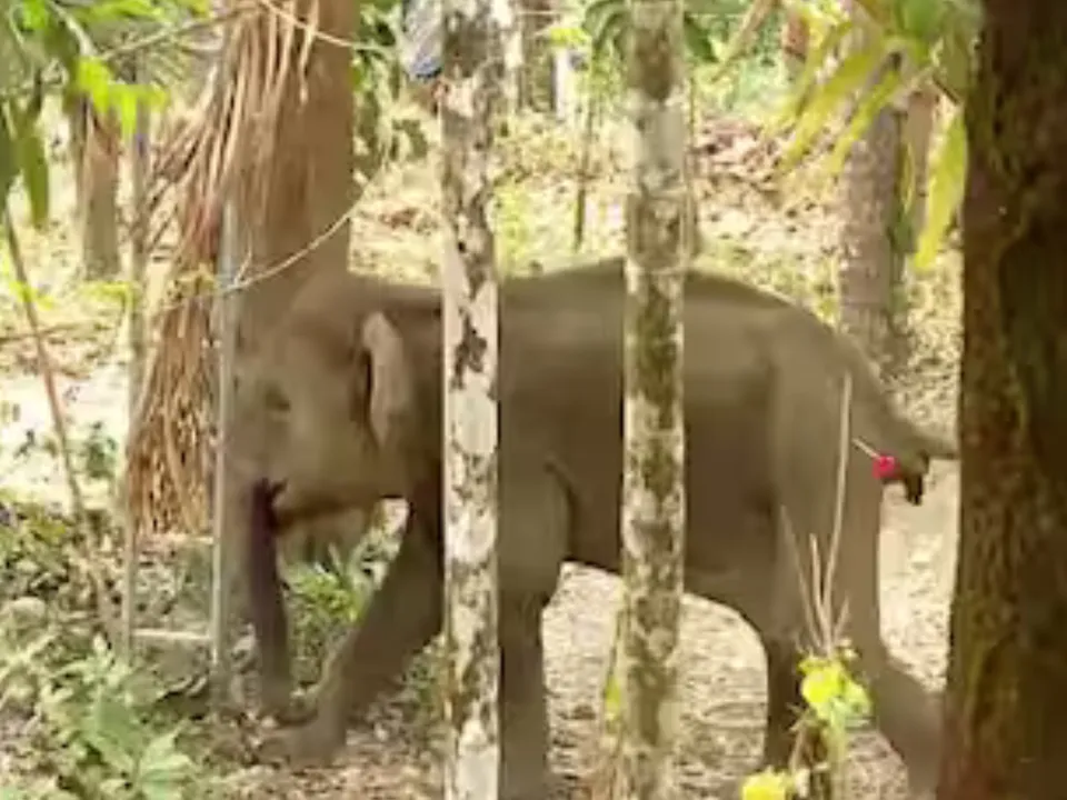 elephant was drug injected