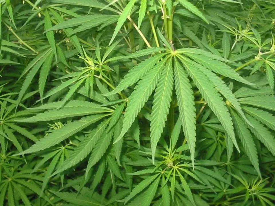 growing ganja