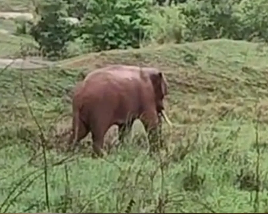 wild elephant in kanjikode willage area
