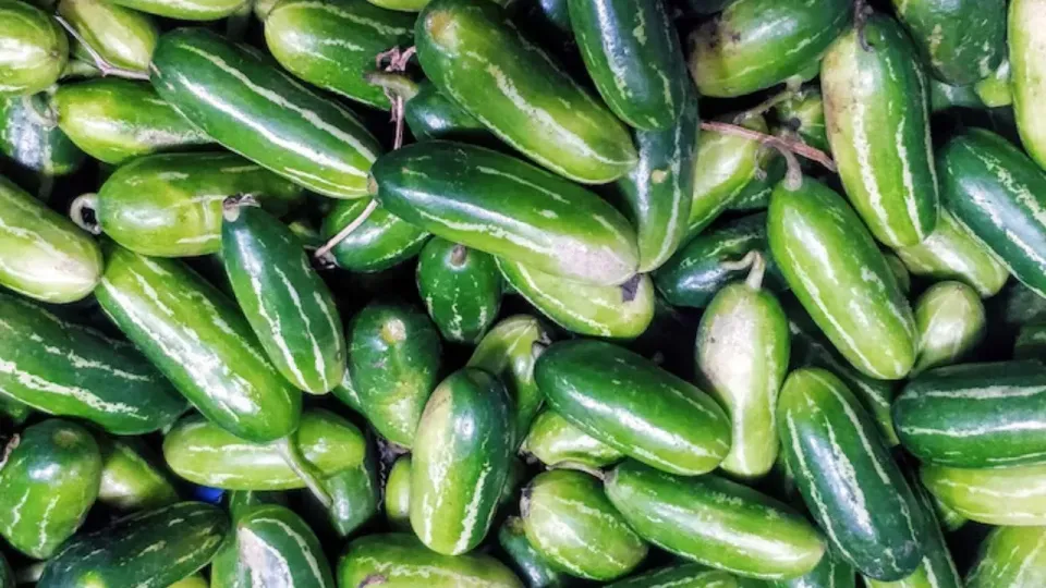 Ivy-Gourd