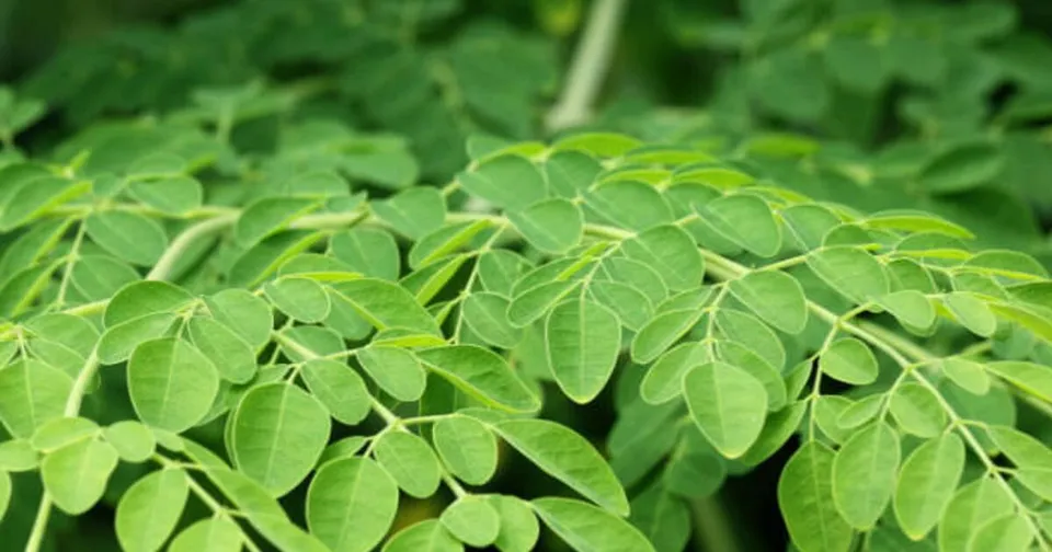 Drumstick-leaves_1200x630xt