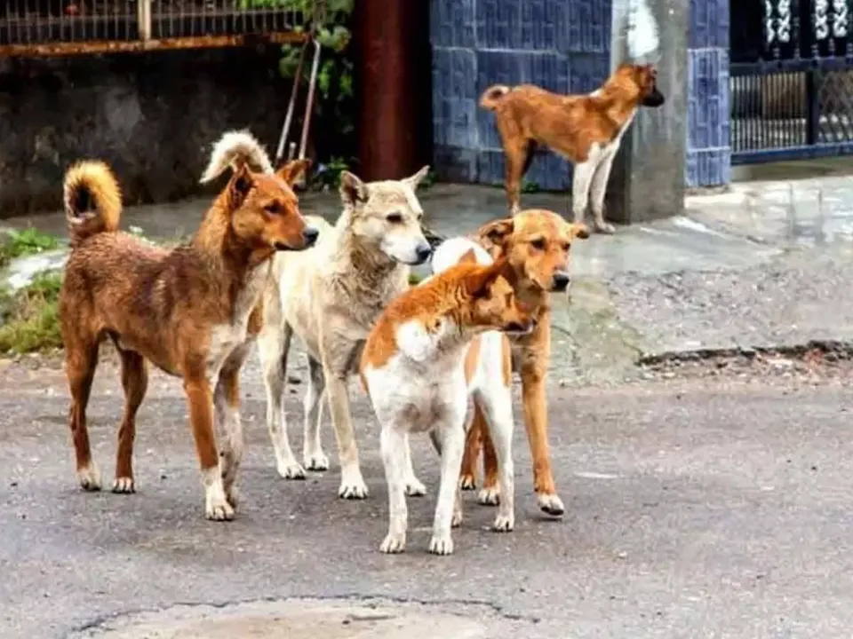 street dogs
