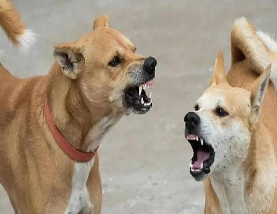 STREET DOG