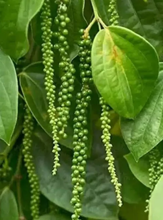 d772b7be-b0da-4229-89fc-f33329561cee (1)