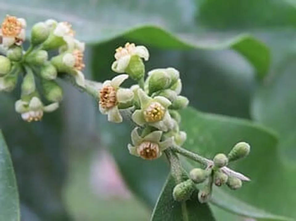 9a09a7c4-51af-4aa6-b9a9-e96f6da38420 (1)