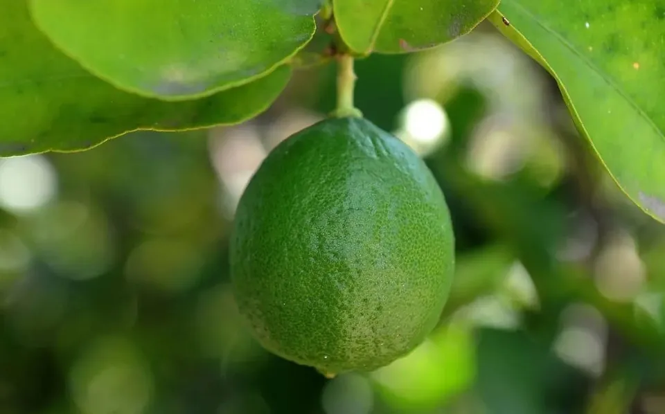 9abe8120-faff-4769-af8e-b207ef2f384a