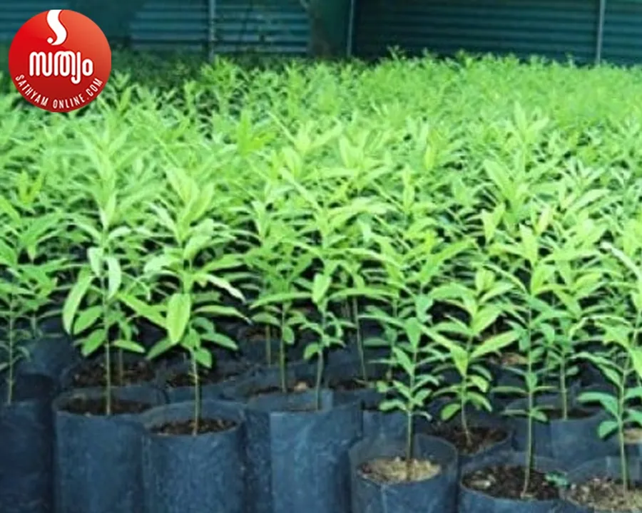 sandal tree cultivation